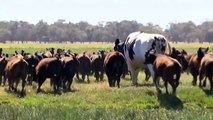 Un bœuf géant mesurant 1,93 mètre et pesant près de 1400 kilos en Australie