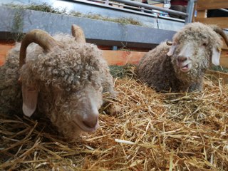 VIDEO. Des chèvres de tous poils à Capr'Inov Niort