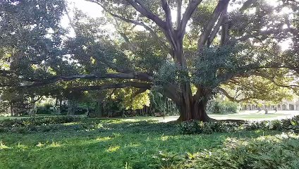 86 Year Old Fig Tree Cracks and Collapses