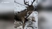 Frozen in the headlights? Man finds perfectly preserved deer in icy field
