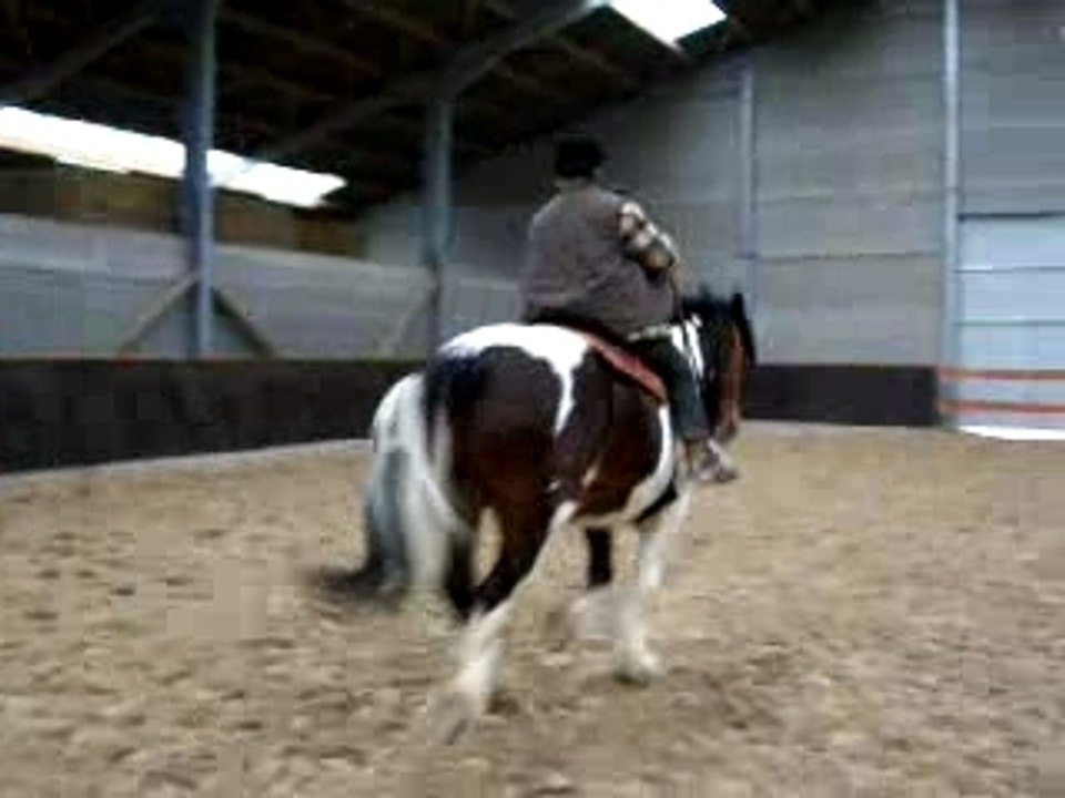 cheval en apprentissage western