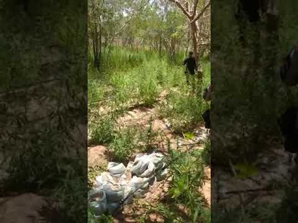 Operação integrada da polícia localiza e destrói cerca de 5 mil pés de maconha