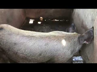 Pocilga é interditada pela FPI, em Pão de Açúcar