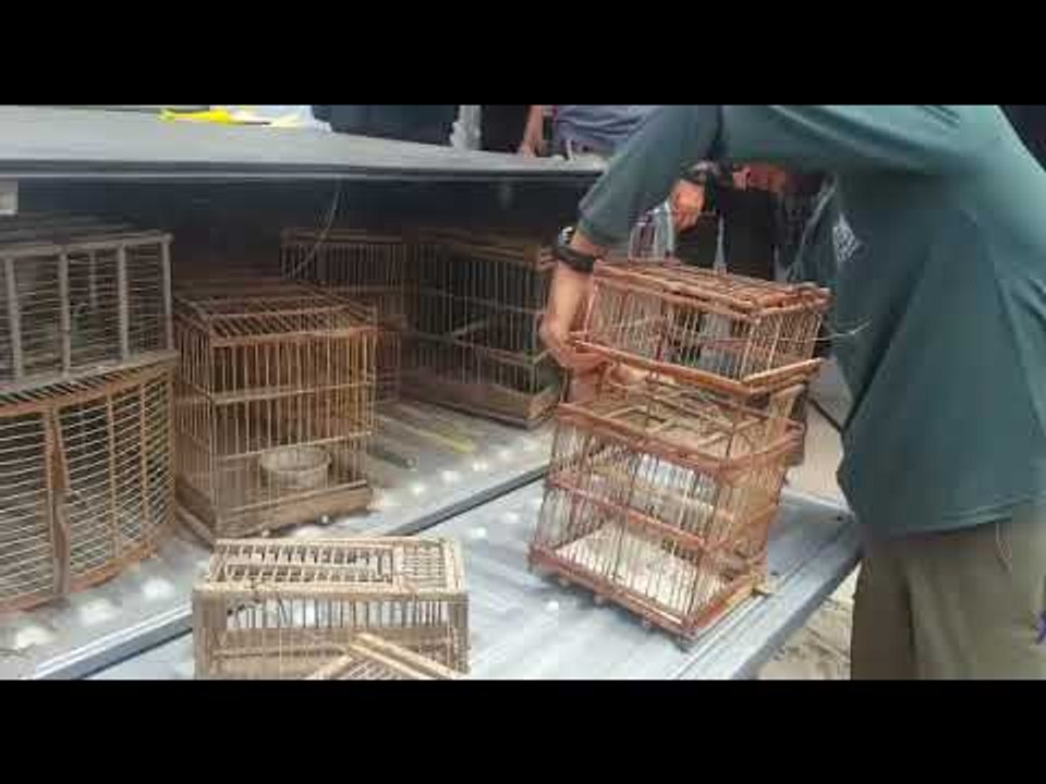 Cerca de 200 animais silvestres são resgatados durante fiscalização