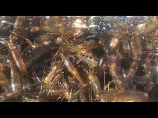 FPI apreende 11 mil peixes e camarões em ação no Rio São Francisco