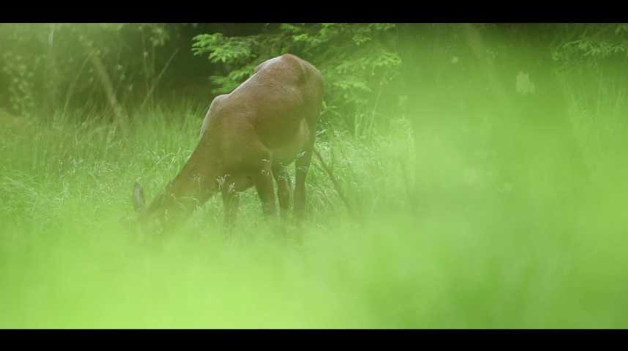 Camille Meunier, photographe animalière à Mons