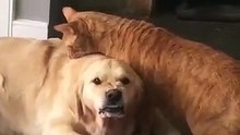 Un chien montre les dents quand un chat lui lຌ les poils