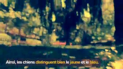 Comment les chiens voient-ils le monde     Futura