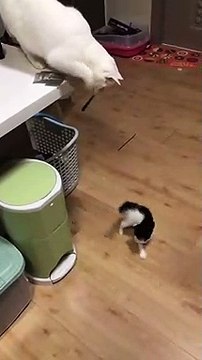 Un chat joue avec un chaton