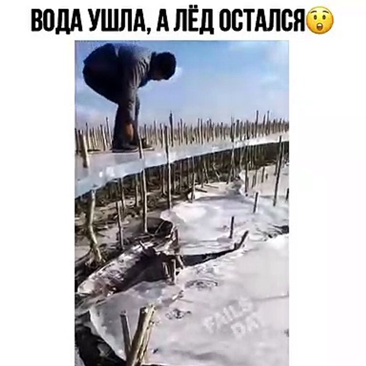 Vine Video