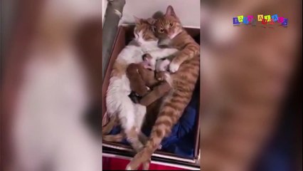 Просто приколы с котанами. Задачка для кошки.