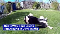 This Is Why Dogs Like to Roll Around in Dirty Things