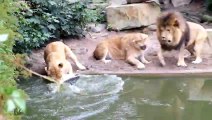 1 lion et 2 lionnes veulent manger le même oiseau au le zoo d'Amsterdam
