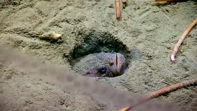Ce poisson benthique camouflé capture un poisson barracuda à une vitesse folle