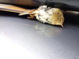 Il sauve un oiseau coincé entre le toit et la malle de toit de sa voiture