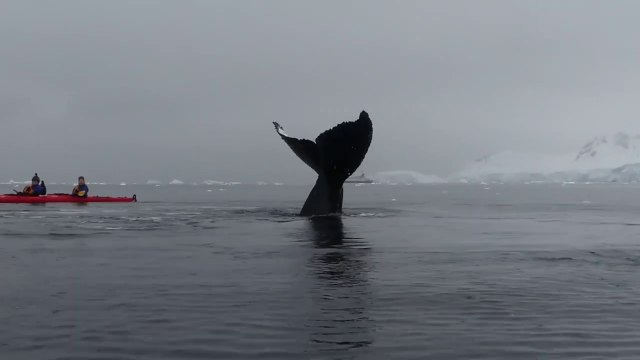 Une énorme baleine vient frôler des kayakistes en mer... Magnifique