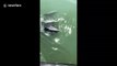 Beautiful moment pod of five dolphins glides slowly next to boat
