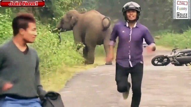 ANIMALS ATTACKING WING CRAZY PEOPLE WHEN ANIMALS ATTACK HUMANS 2018