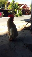 A Little Swag in this Rooster's Strut