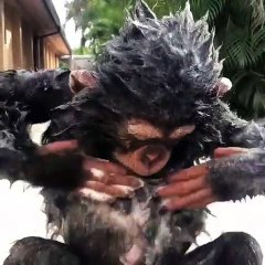 Chimp Baby Enjoys Some Suds