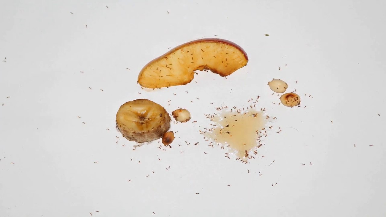 Fruits vs Ants
