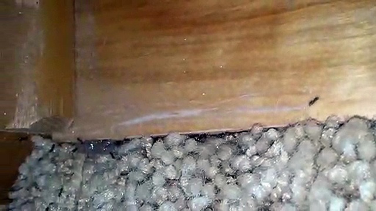 Sugar Ants - Little Black Ants Exterminators