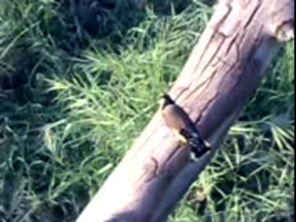 Hymne à la liberté