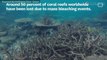 Scientists Are Looking Into Experimental Ways Of Saving Coral Reefs