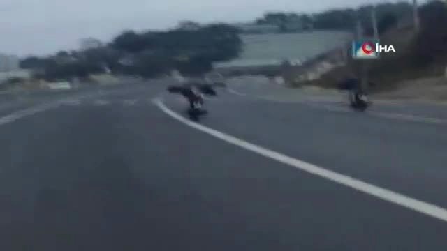 Canlarını Hiçe Saydılar