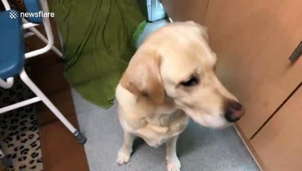 Buddy the Labrador loves his 9 pm bedtime snack