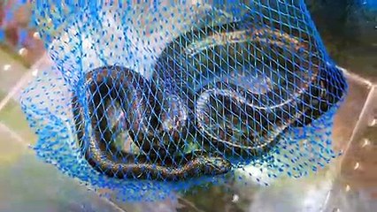 SEA SNAKE  Seafood Japan