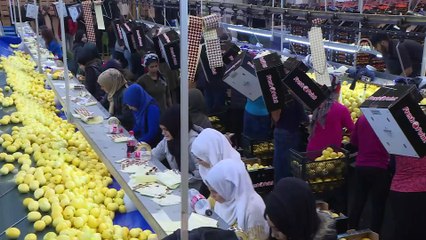 Limon ihracatında yüzler gülüyor - İZMİR