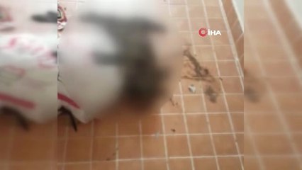 Hayvanları Koruma Derneği'nden Açlıktan Ölen Kediler İçin Suç Duyurusu
