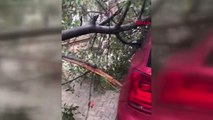 Ağaç, Fırtınada Aracın Üzerine Devrildi