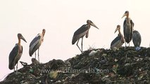 A scavenger surrounded by birds at Baragaon landfill - Assam