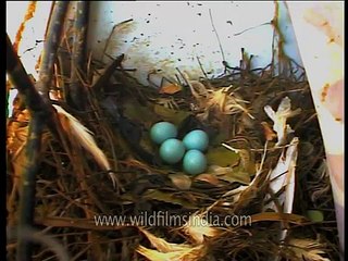 Eggs so blue I bet you never saw before Jungle Myna nests in Assam