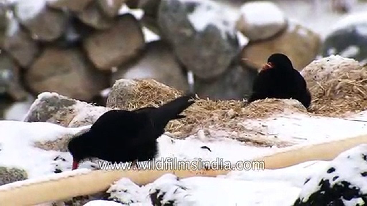 Red-Billed Chough- A bird that can withstand low temperature high altitude and low oxygen