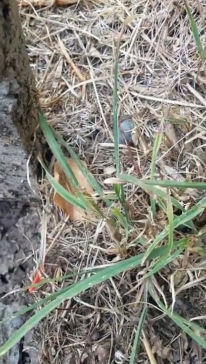 206 571 7580 Little black sugar ants exterminators professional service