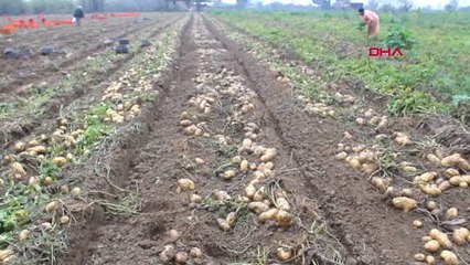 İzmir Patates Üreticisine Yağmur Engeli
