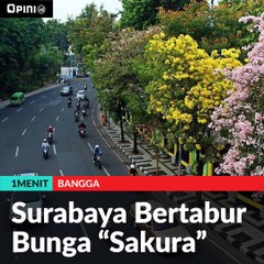 Surabaya Bertabur Bunga Sakura | 1MENIT