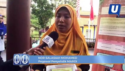 MARDI perkenal keropok lekor cendawan