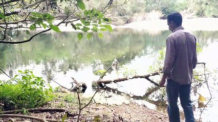 Hundreds of butterflies cluster on a rotting pile in rare feeding behaviour