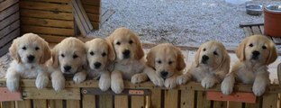 Un chat attaqué de bisous par des chiots !