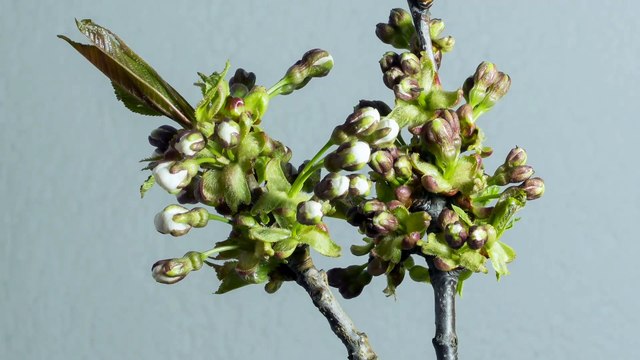 Time-lapse 4k flowers blooming