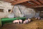 Charbonnat : Fabrice Voillot a présenté son élevage de porcs