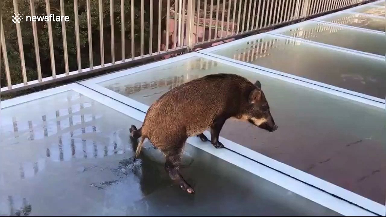Wild boar gets scared after straying onto slippery glass walkway