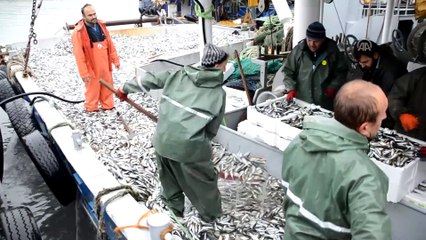 Karadeniz'de istavrit bolluğu
