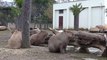 Bursa Hayvanat Bahçesi'nde yavru kapibara heyecanı - BURSA