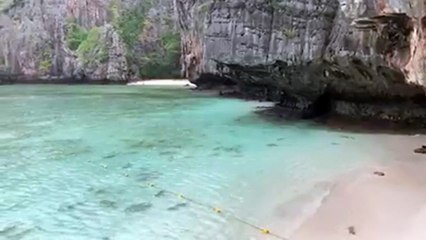 Sharks return to Thai bay popularised by 'The Beach'