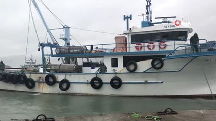 Batı Karadeniz'de İstavrit Bereketi